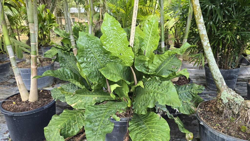 25G Anthurium hookeri, Birdsnest